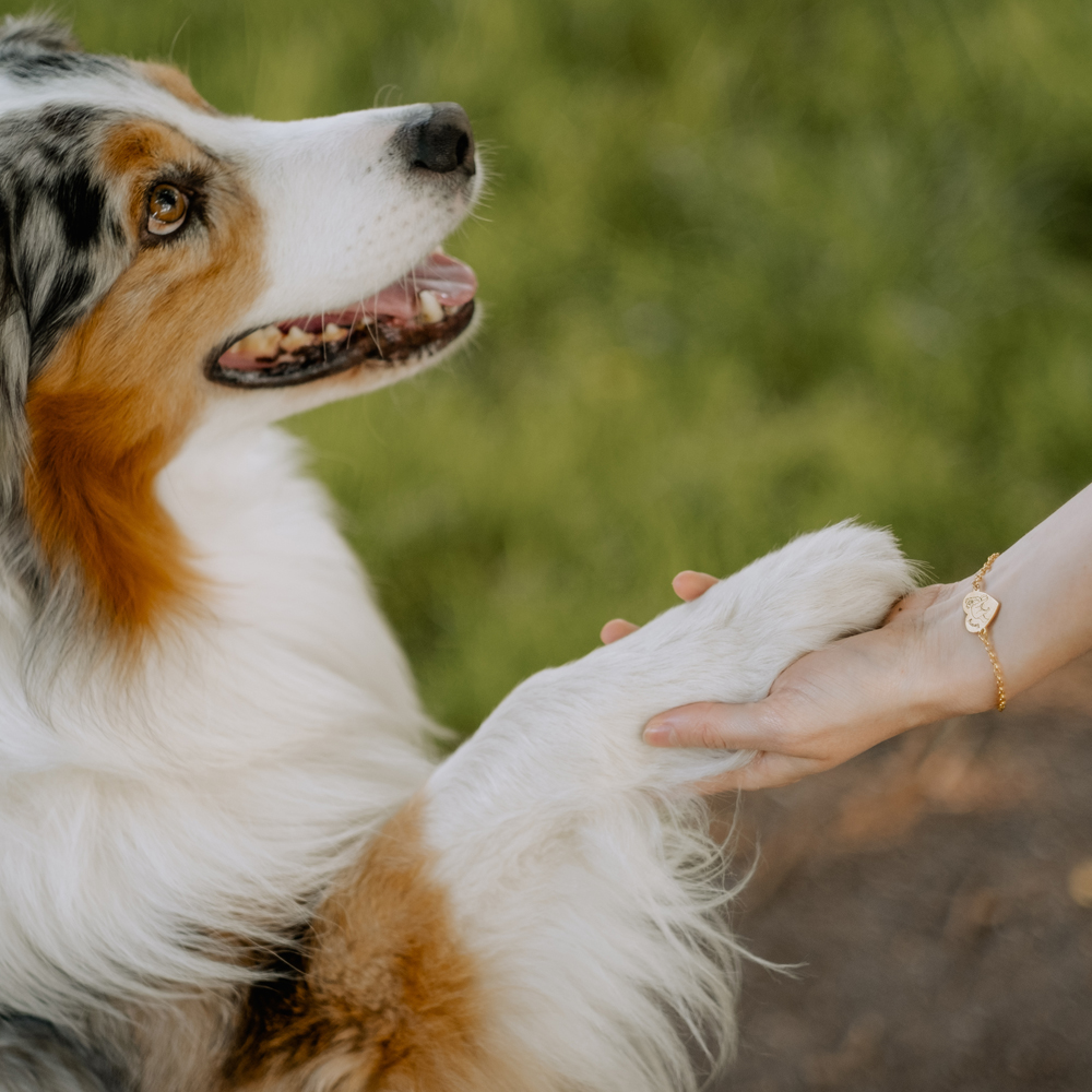 Beagle armband met naam goud