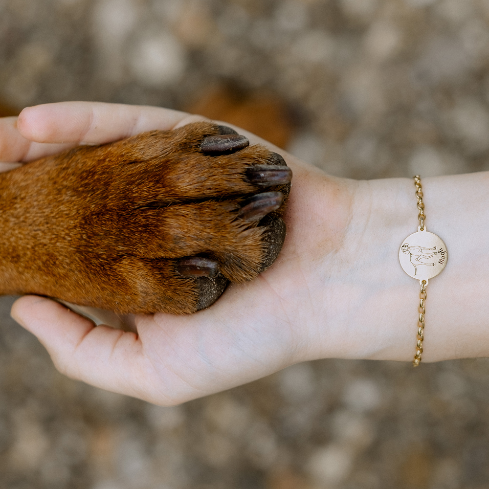 Gouden dieren armband hond Dwergpinscher